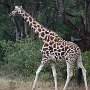 Giraffe from Giraffe Manor