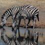 Zebra in the Mirror