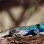 Wowzers, a blue lizard
