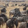 Wildebeest Party