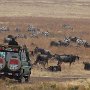 Wildebeest Roundup