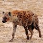 Hopping Hyena